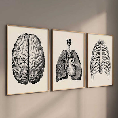 Skeleton Anatomy Medical Wall Art Paintings for Office Clinic