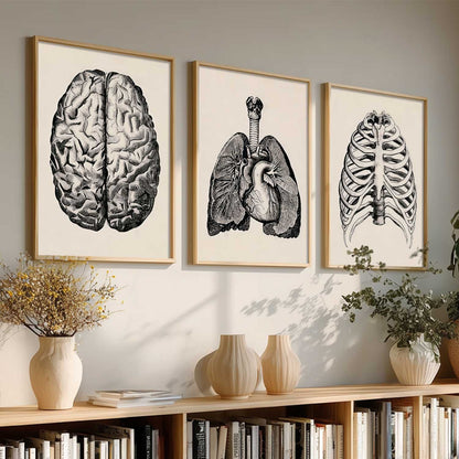Skeleton Anatomy Medical Wall Art Paintings for Office Clinic