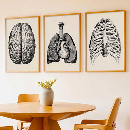 Skeleton Anatomy Medical Wall Art Paintings for Office Clinic
