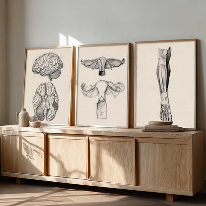 Human Anatomy Wall Art Paintings for Office Clinic