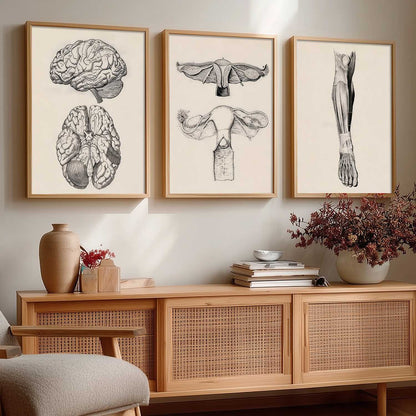 Human Anatomy Wall Art Paintings for Office Clinic