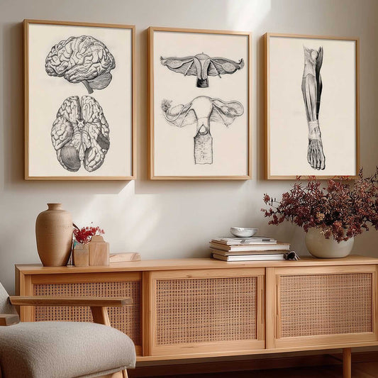 Human Anatomy Wall Art Paintings for Office Clinic
