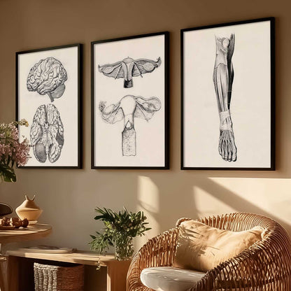 Human Anatomy Wall Art Paintings for Office Clinic