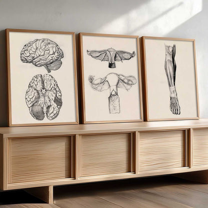 Human Anatomy Wall Art Paintings for Office Clinic
