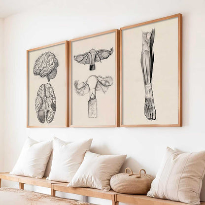 Human Anatomy Wall Art Paintings for Office Clinic
