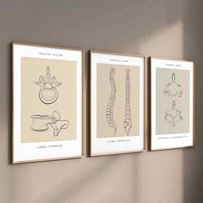 Skeleton Anatomy Line Wall Art Paintings for Office Clinic
